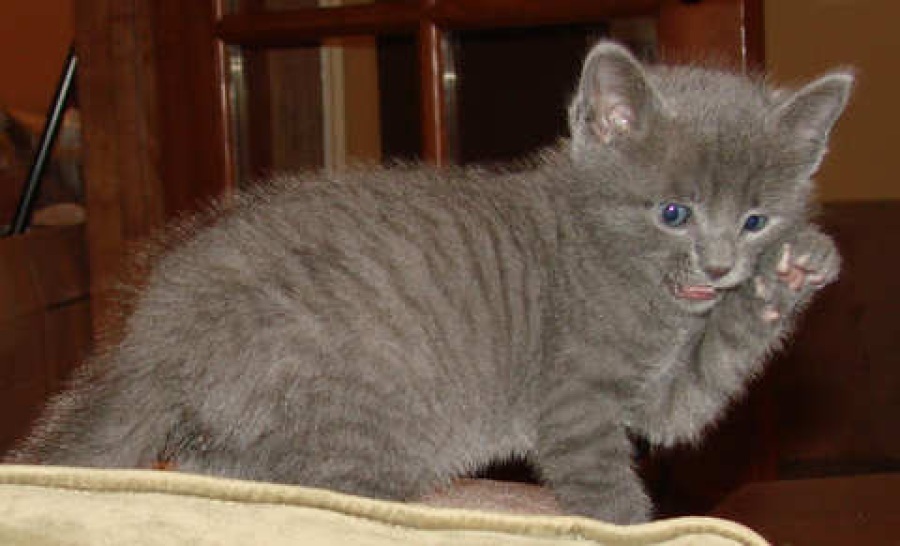 [picture of Chalky, a Domestic Short Hair gray tabby cat]