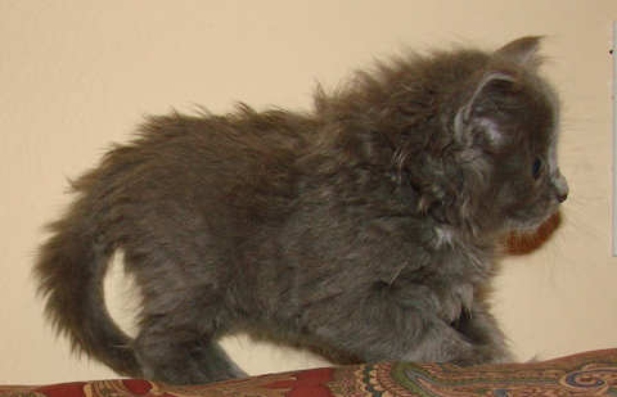 [picture of Star, a Domestic Medium Hair gray cat]