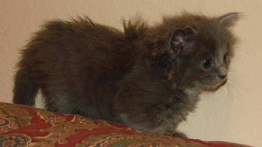 [picture of Star, a Domestic Medium Hair gray cat]