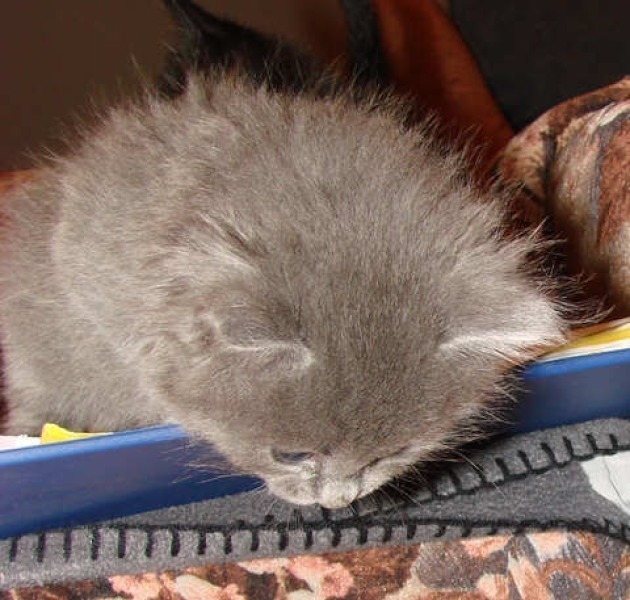 [picture of Star, a Domestic Medium Hair gray cat]