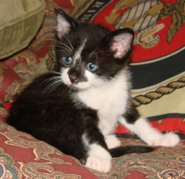 [picture of Tutu, a Domestic Short Hair tabby/white cat]