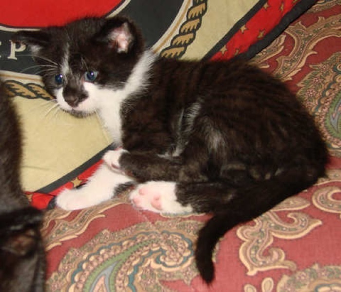 [picture of Tutu, a Domestic Short Hair tabby/white cat]