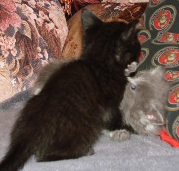 [picture of Shadow, a Domestic Short Hair black cat]