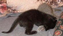 [picture of Shadow, a Domestic Short Hair black cat]