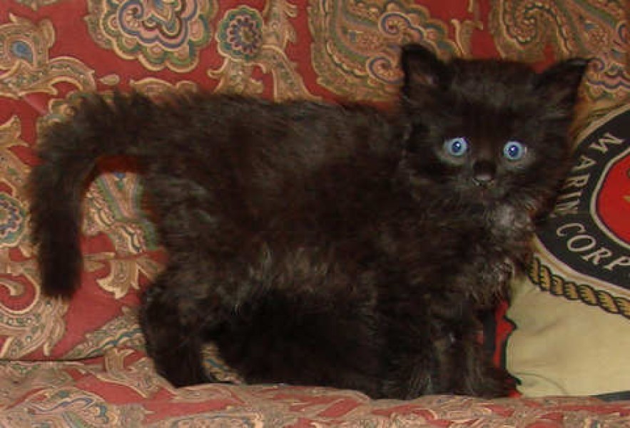 [picture of Marco, a Domestic Medium Hair black cat]