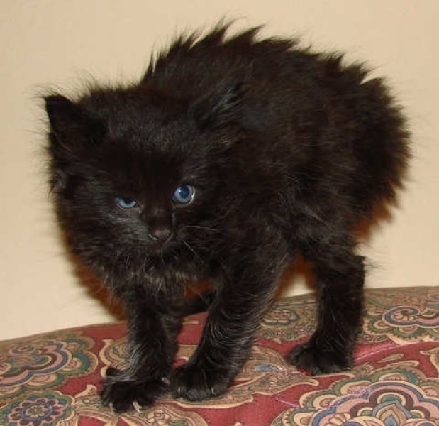 [picture of Marco, a Domestic Medium Hair black cat]