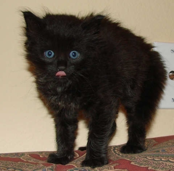 [picture of Marco, a Domestic Medium Hair black cat]