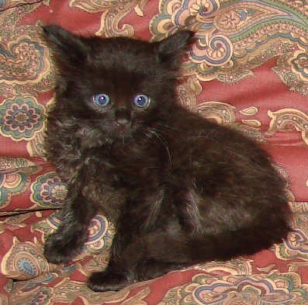 [picture of Mink, a Domestic Short Hair black cat]