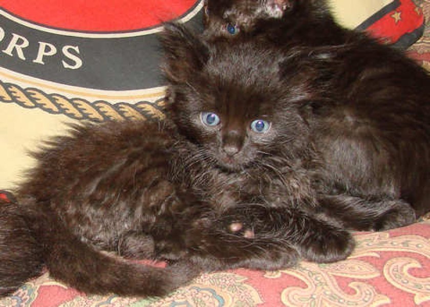 [picture of Mink, a Domestic Short Hair black cat]