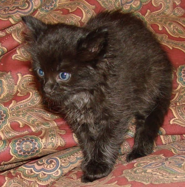 [picture of Mink, a Domestic Short Hair black cat]