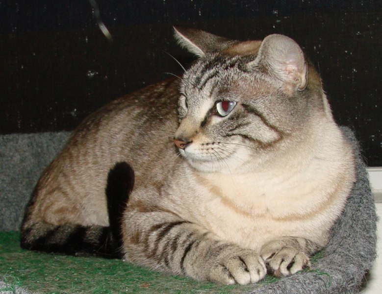 [picture of Lily, a Siamese/Domestic Short Hair-x lynxpoint cat]