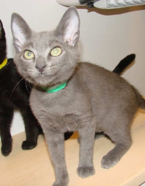 [picture of Spitter, a Domestic Short Hair gray cat]