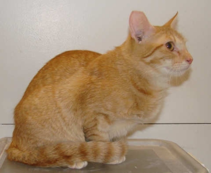 [picture of Peanut, a Domestic Short Hair orange tabby cat]