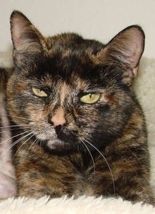 [another picture of Kitty AKA Mookie FKA Tina, a Domestic Short Hair tortoiseshell\ cat] 