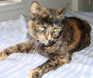 [picture of Kitty AKA Mookie FKA Tina, a Domestic Short Hair tortoiseshell cat]