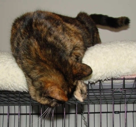 [picture of Kitty AKA Mookie FKA Tina, a Domestic Short Hair tortoiseshell cat]