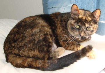 [picture of Kitty AKA Mookie FKA Tina, a Domestic Short Hair tortoiseshell cat]