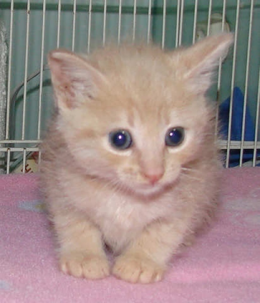 [picture of Trixie, a Domestic Short Hair buff tabby cat]