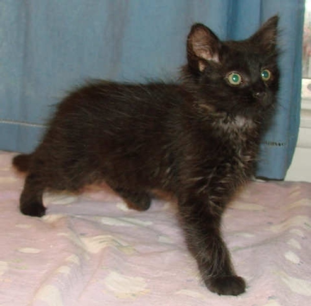 [picture of Tristin, a Domestic Medium Hair black cat]