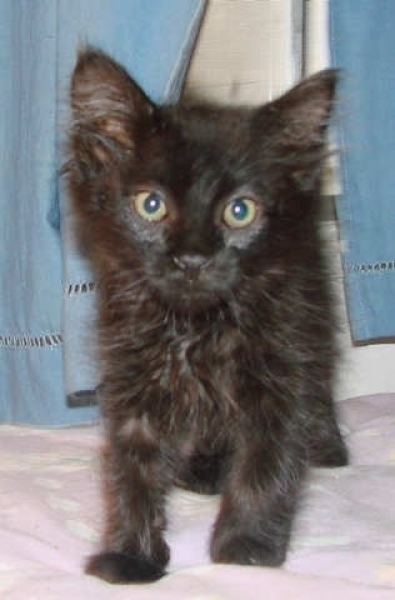 [picture of Tristin, a Domestic Medium Hair black cat]