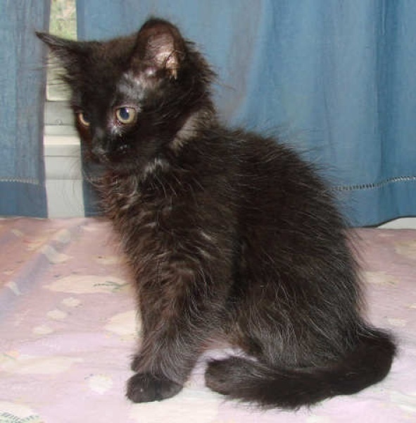 [picture of Tristin, a Domestic Medium Hair black cat]