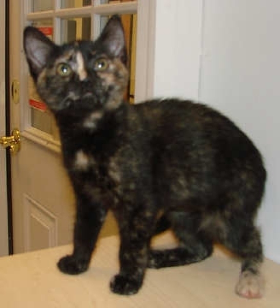 [picture of Trina AKA Triana, a Domestic Short Hair tortoiseshell cat]