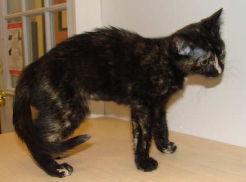 [picture of Trina AKA Triana, a Domestic Short Hair tortoiseshell cat]