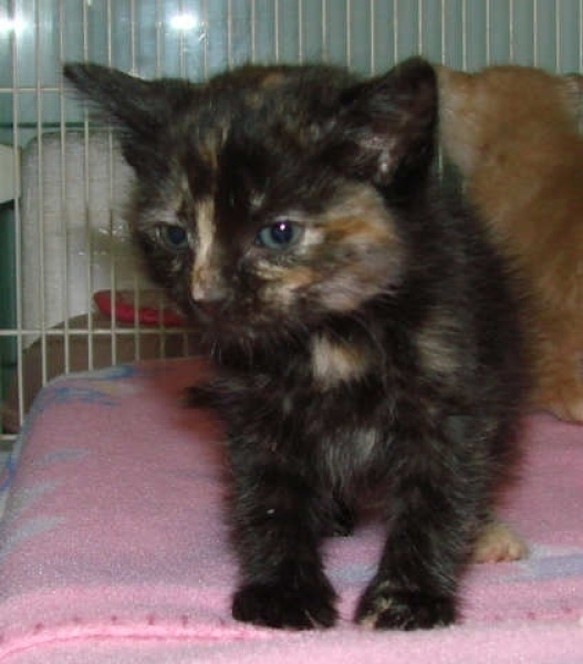 [picture of Trina AKA Triana, a Domestic Short Hair tortoiseshell cat]