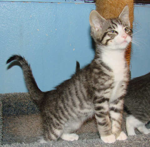 are short haired tabby cats hypoallergenic