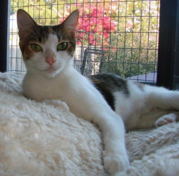 [picture of Ruby, a Domestic Short Hair calico tabby cat]