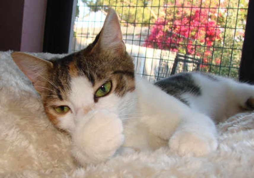 [picture of Ruby, a Domestic Short Hair calico tabby cat]