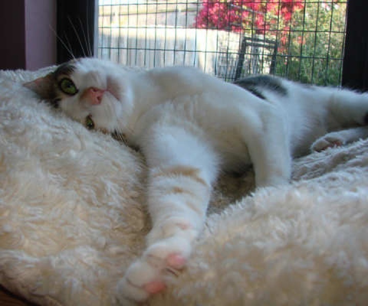 [picture of Ruby, a Domestic Short Hair calico tabby cat]