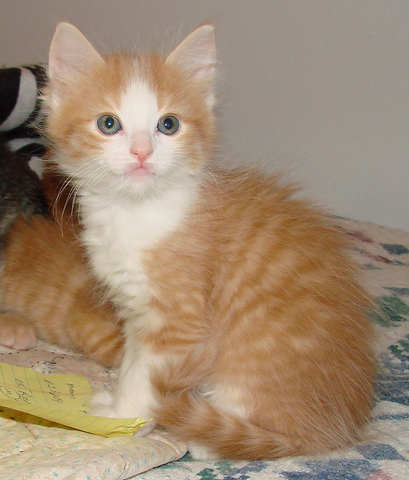 [picture of Rosie, a Domestic Long Hair orange tabby/white cat]