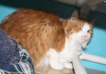 [picture of Rosie, a Domestic Long Hair orange tabby/white cat]