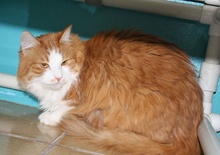 [another picture of Rosie, a Domestic Long Hair orange tabby/white\ cat] 