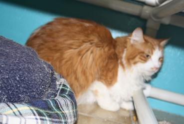 [picture of Rosie, a Domestic Long Hair orange tabby/white cat]