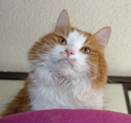 [picture of Rosie, a Domestic Long Hair orange tabby/white cat]