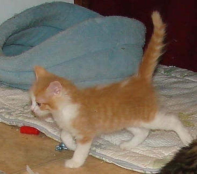 [picture of Rosie, a Domestic Long Hair orange tabby/white cat]