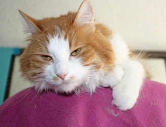 [picture of Rosie, a Domestic Long Hair orange tabby/white cat]