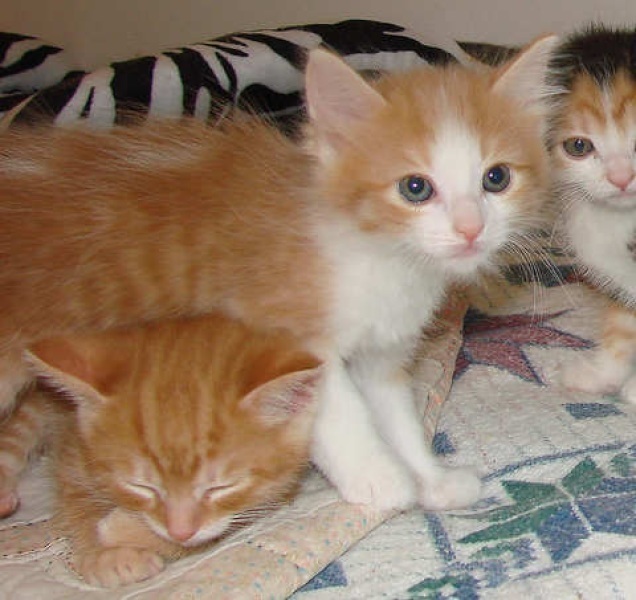 [picture of Rosie, a Domestic Long Hair orange tabby/white cat]