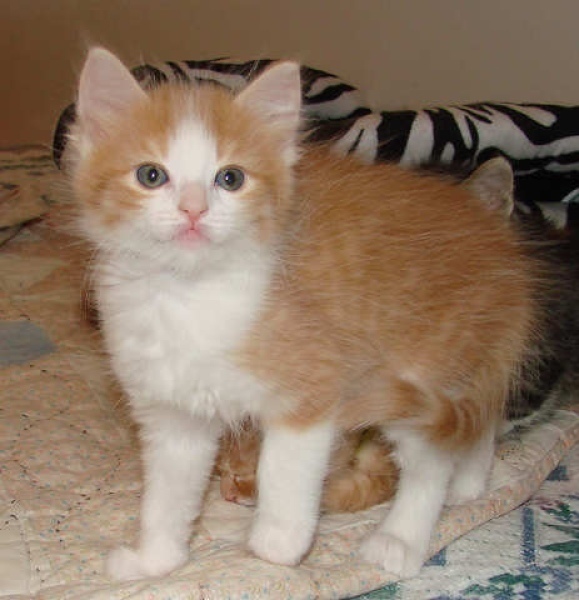 [picture of Rosie, a Domestic Long Hair orange tabby/white cat]