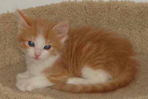 [picture of Rosie, a Domestic Long Hair orange tabby/white cat]