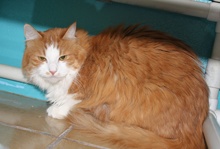 [picture of Rosie, a Domestic Long Hair orange tabby/white\ cat] 