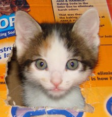 [picture of Rany AKA Rainbow, a Domestic Medium Hair calico cat]