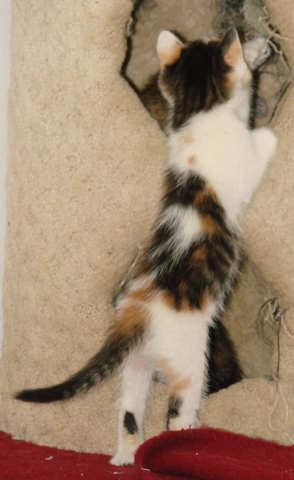 [picture of Rany AKA Rainbow, a Domestic Medium Hair calico cat]