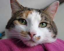 [another picture of Rany AKA Rainbow, a Domestic Medium Hair calico\ cat] 