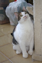[picture of Rany AKA Rainbow, a Domestic Medium Hair calico cat]