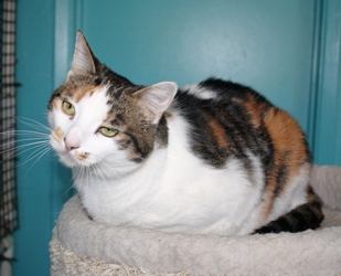 [picture of Rany AKA Rainbow, a Domestic Medium Hair calico cat]