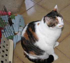 [picture of Rany AKA Rainbow, a Domestic Medium Hair calico cat]
