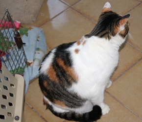 [picture of Rany AKA Rainbow, a Domestic Medium Hair calico cat]